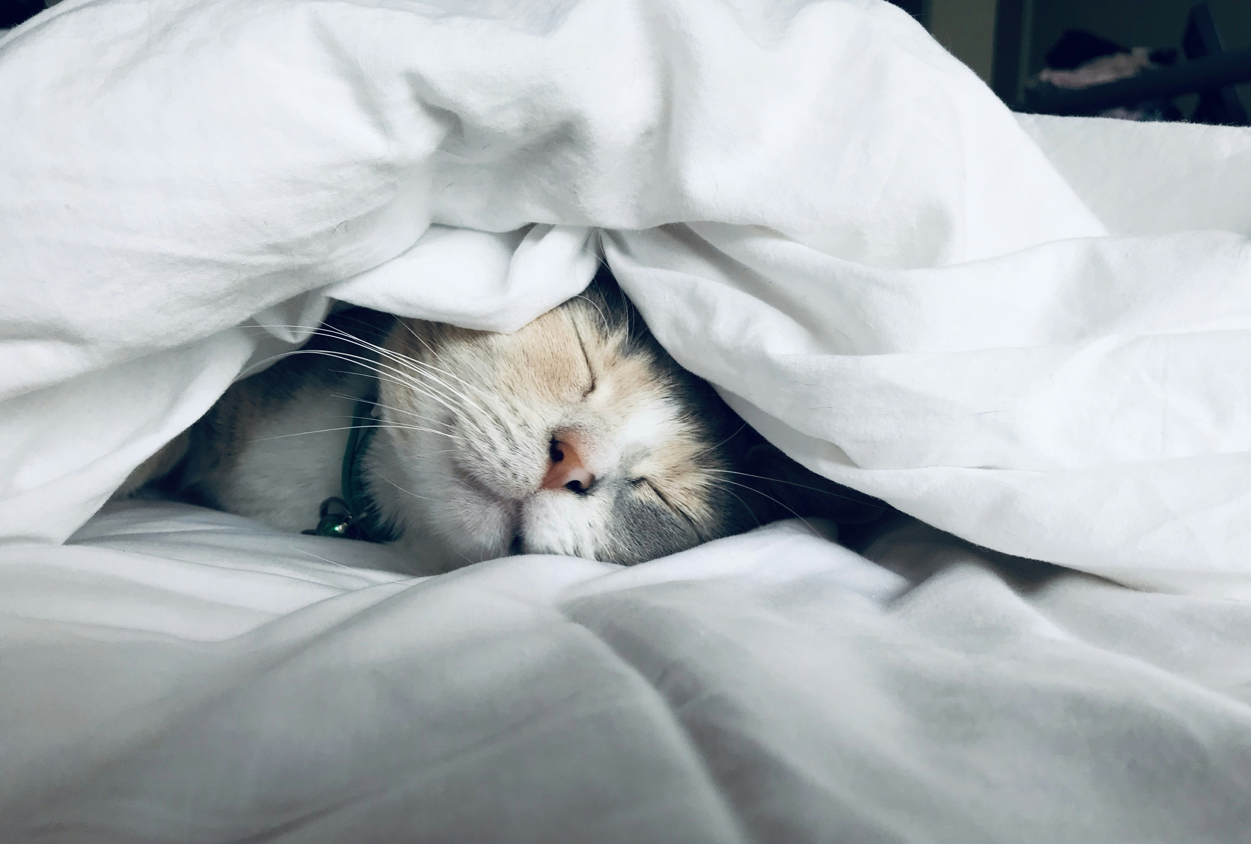A person sleeping peacefully in a comfortable bed with clean linens.