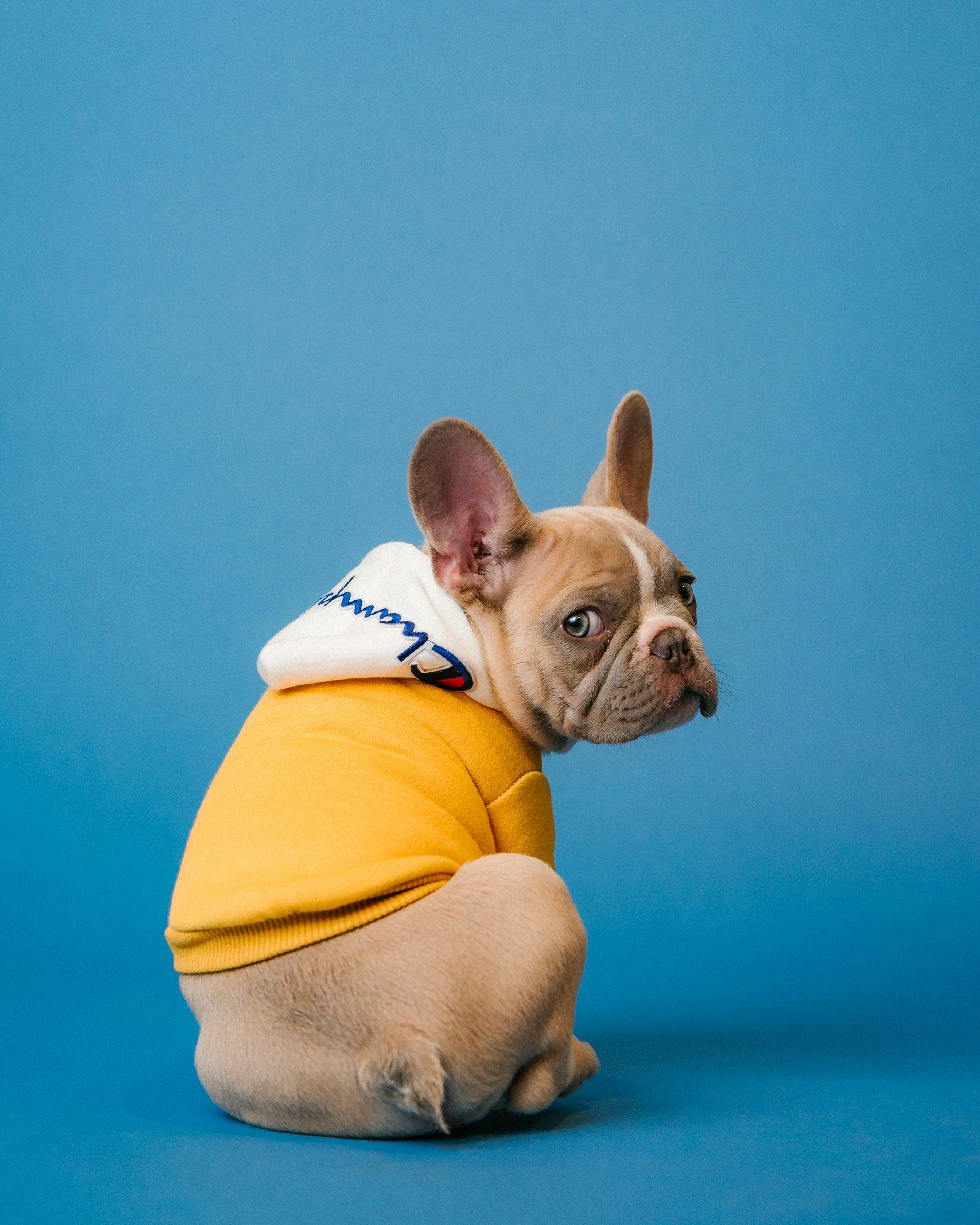 How to Get a Narcolepsy Service Dog for Sleep Safety