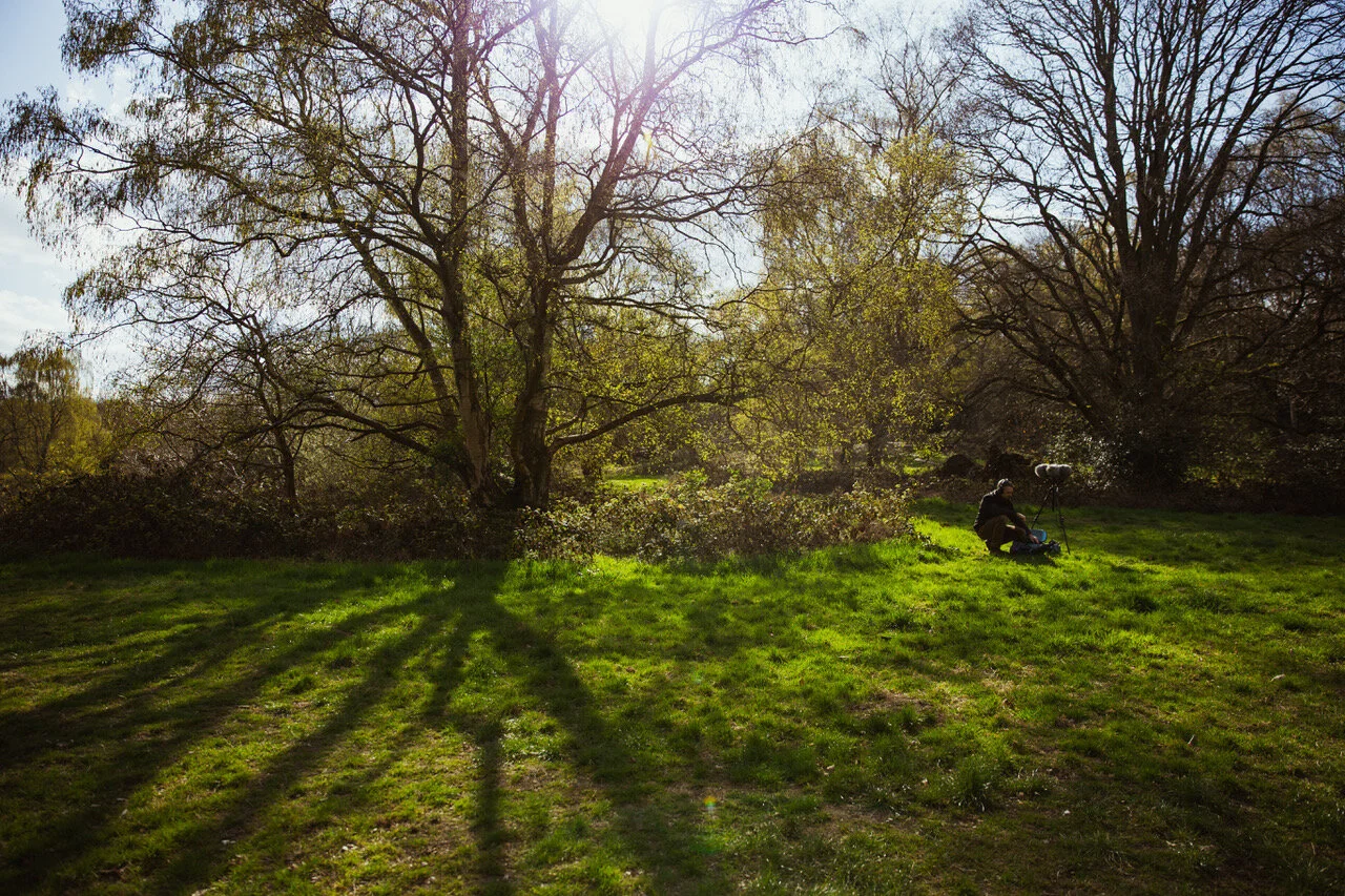 A peaceful park scene in London featuring sun-dappled grass and lush trees.
