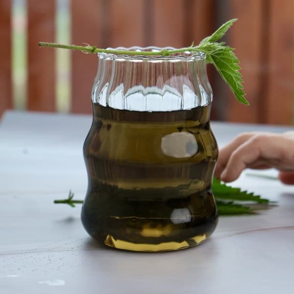 A glass of nettle tea infusion surrounded by fresh stinging nettle leaves.