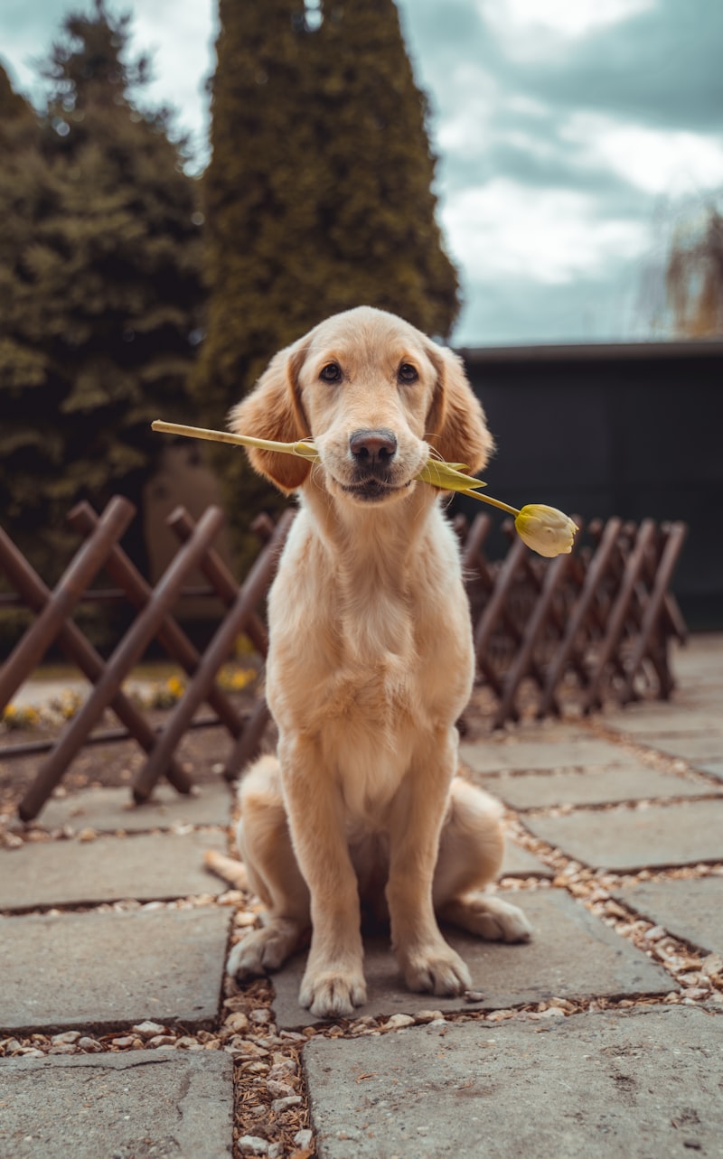 A focused Labrador Retriever looking up at its handler with attention.
