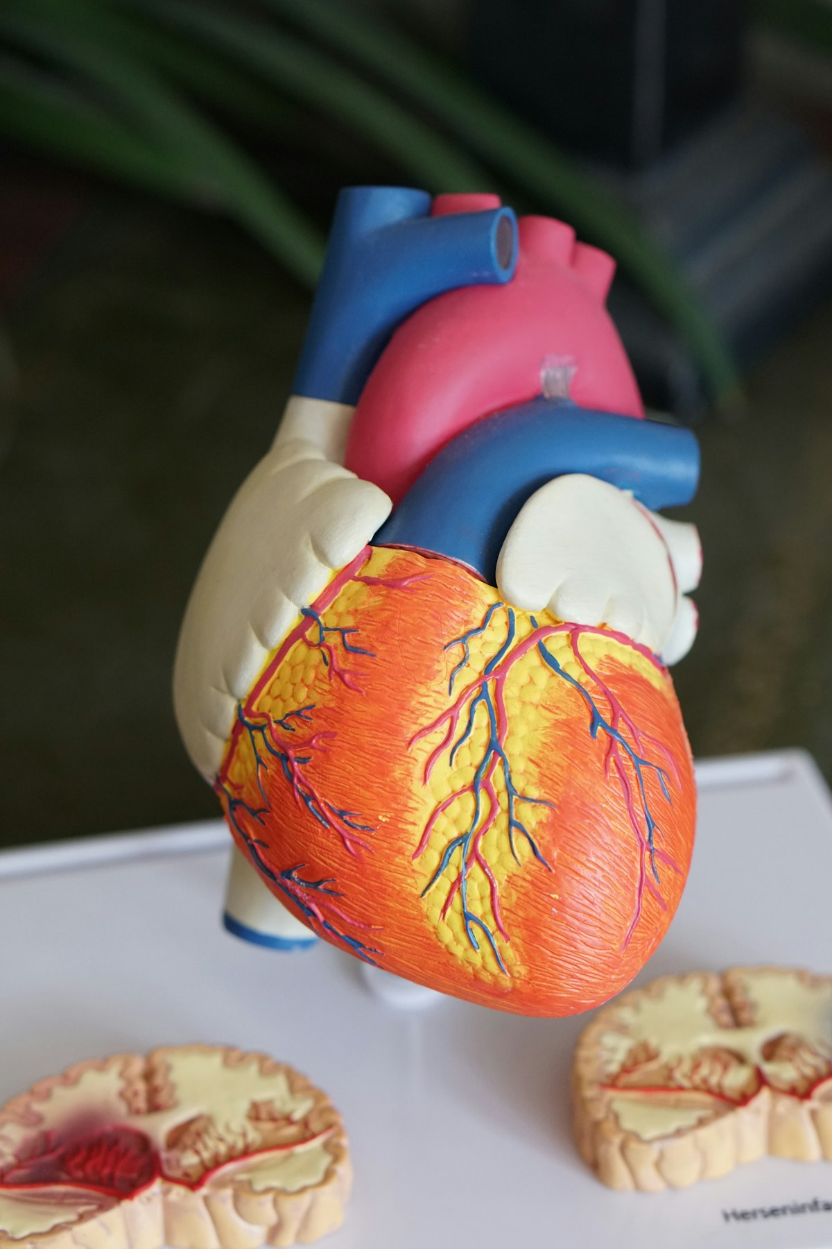 An artistic and detailed representation of a human heart, symbolizing cardiovascular health.