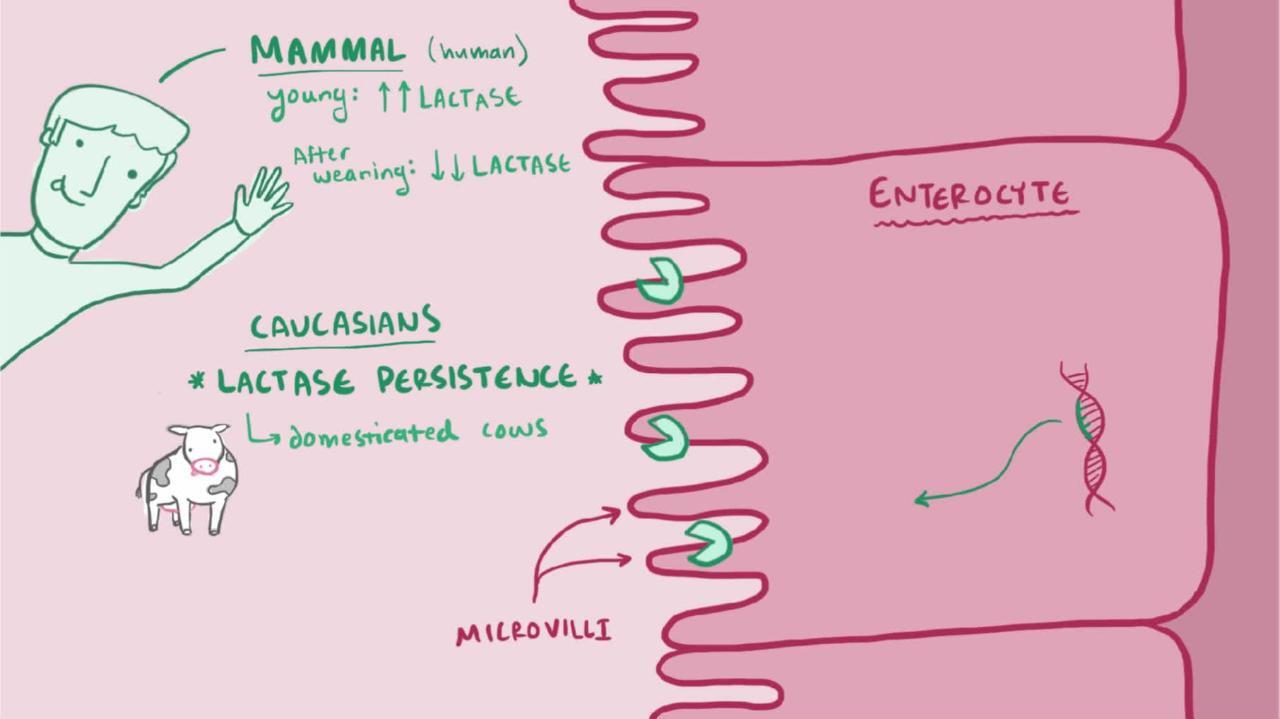 Abdominal Pain: Common Causes and When to Seek Help
