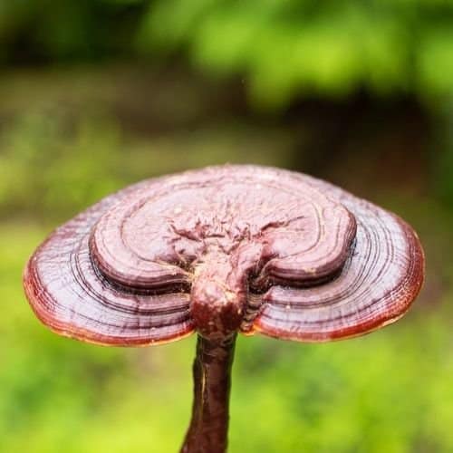 A detailed close-up of a dried red reishi mushroom slice.